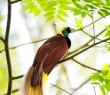 Animals_94 Lesser Bird of Paradise
