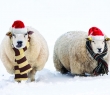 Christmas_37