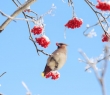 Animals_102 Waxwing in Winter