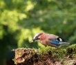 Animals_124 Single Jay