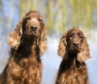 Animals_125 Irish Setters