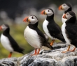 Animals_115 Atlantic Puffins