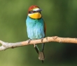 Animals_117 Merops Apiaster (European bee-eater)