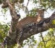 Animals_127 Lazy Leopard
