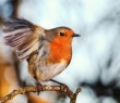 Animals_123 Robin Redbreast