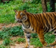 Animals_126 Bengal Tiger in forest