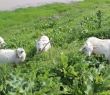 Animals_135 Goats
