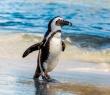 Animals_132 African Penguin