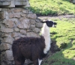 Animals_136 Llama