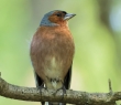 Animals_137 Common Chaffinch