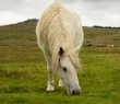 England_110 Wild horse in Dartmoor National Park in Devon