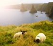 Farming_66