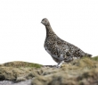Scotland_87 Female Ptarmigan