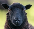 Wales_76 Black Sheep in Spring, Brecon Beacons