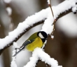 Christmas_120