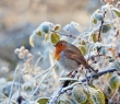 Christmas_132