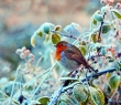 Animals_140 Robin sitting on a branch