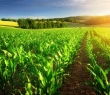 Farming_82