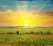 Farming_84