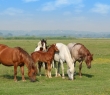 Farming_85