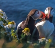 Animals_147 Puffins near coastline