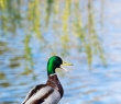 Animals_142 Duck standing near water