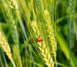 Farming_86