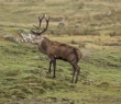 Scotland_95 Red Stag on hillside in the Highlands