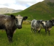 Farming_92