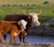 Farming_96
