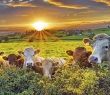 Farming_107G