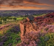 England_156G Heather in flower at sunset, Yorkshire