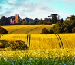 England_159G View across linseed and wheat fields towards Highclere Castle, Berkshire