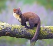 Animals_151G Pine Martin