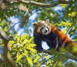 Animals_163G Red Panda