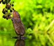 Animals_155G Water Vole