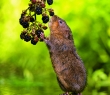 Animals_166G Water Vole