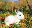 AW_34