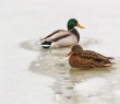 AW_36