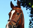 Animals_45 Portrait of a Horse