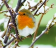 Animals_38 Robin in the snow