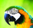 Animals_02 Macaw Parrot