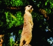 Animals_37 Meerkat on duty