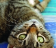 Animals_30 Tabby Cat Portrait