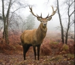 Animals_40 Red Deer Stag