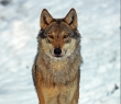 Animals_26 Grey Wolf in snow