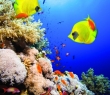Animals_34 Coral Reef and Masked Butterfly Fish