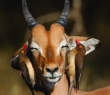 Animals_27 A Young Impala Ram with two Red-Billed Oxpeckers