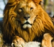 Animals_03 Male Lion