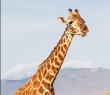 Animals_35 Giraffe in Kenya